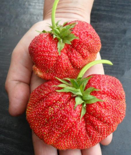 Клубника "ГИГАНТЕЛЛА" (6 шт.)