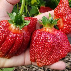 Клубника "АЗИЯ" (6 шт.)
